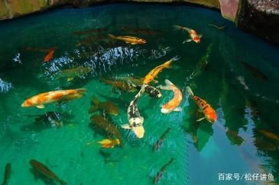 錦鯉和龍魚混養(yǎng)會怎么樣：錦鯉和龍魚是否適合混養(yǎng)