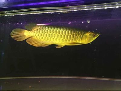 25厘米的龍魚配多大的虎魚合適：龍魚與虎魚可以混養(yǎng)嗎？