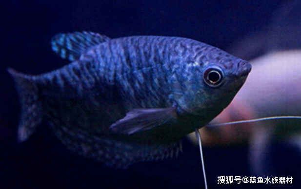 黃曼龍魚和藍(lán)曼龍魚哪個(gè)好養(yǎng)：藍(lán)曼龍魚和黃曼龍魚哪個(gè)好養(yǎng)