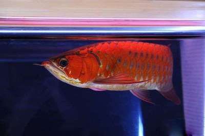 龍魚(yú)換新環(huán)境不吃怎么辦：龍魚(yú)換新環(huán)境不吃食怎么辦 龍魚(yú)百科 第1張