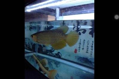 鞍山龍魚專賣店：鞍山熱帶魚專賣店 龍魚百科 第1張