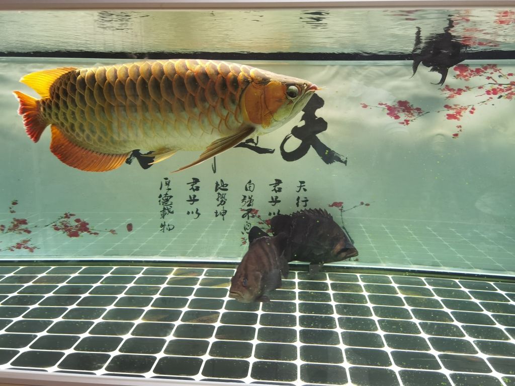 ：大魚木田評論：大魚 觀賞魚論壇