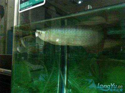 兩條龍魚：兩條龍魚可以一起飼養(yǎng)嗎 龍魚百科 第2張