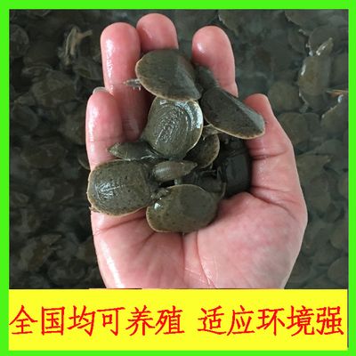 養(yǎng)龍魚需要準(zhǔn)備什么藥材：養(yǎng)龍魚需要準(zhǔn)備什么藥材養(yǎng)龍魚需要準(zhǔn)備什么藥材 龍魚百科 第1張