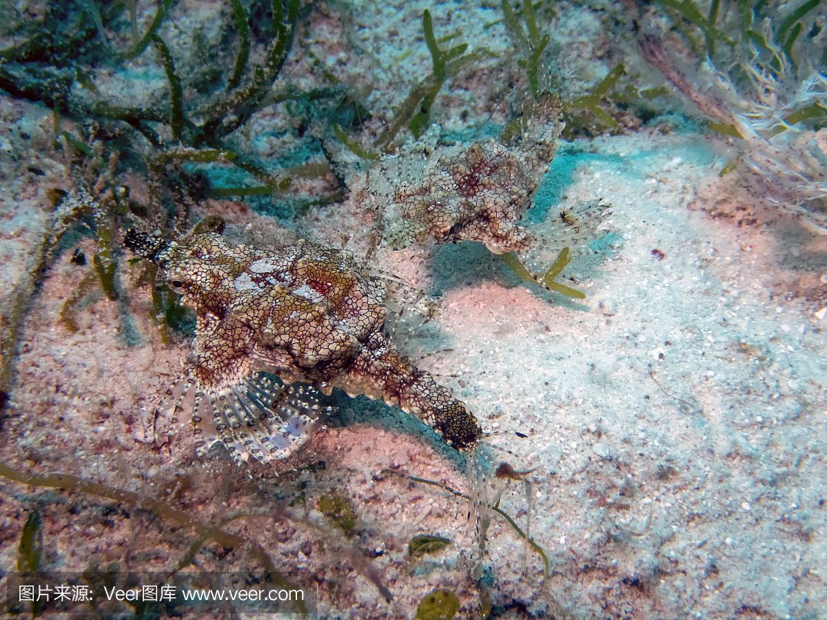 小龍魚是海魚還是淡水魚呢：小龍魚是海魚還是淡水魚 龍魚百科 第2張