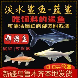 和龍魚混養(yǎng)的群游魚好嗎：和龍魚混養(yǎng)的群游魚好嗎和龍魚混養(yǎng)的群游魚好嗎 龍魚百科 第3張