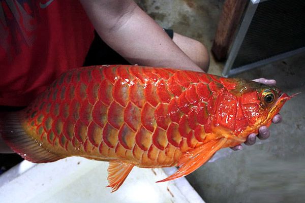 紅龍魚上色素沉淀：紅龍魚上色素沉淀可能是由于不當(dāng)?shù)娘曫B(yǎng)方法、品種遺傳因素引起的