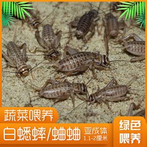 金龍魚吃蟋蟀好嗎怎么吃的：金龍魚吃蟋蟀好嗎 龍魚百科 第3張