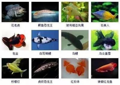 紅龍魚種類圖鑒：關(guān)于紅龍魚的一些介紹