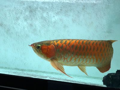 紅龍魚爬缸不愛吃：紅龍魚爬缸不愛吃食可能是由于多種原因引起的