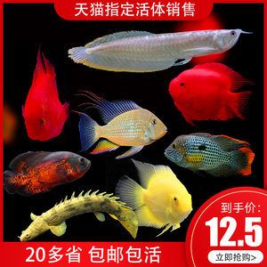 金龍魚(yú)和地圖魚(yú)哪個(gè)厲害：金龍魚(yú)和地圖魚(yú)各有其優(yōu)勢(shì)和特點(diǎn)，選擇哪個(gè)更厲害