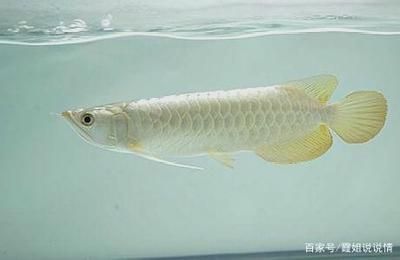 白金龍魚是什么魚種類：什么是白金龍魚 龍魚百科 第3張