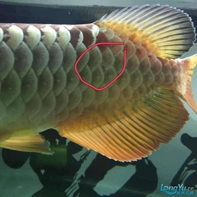 龍魚撞掉了鱗怎么辦：當(dāng)龍魚撞掉鱗片時