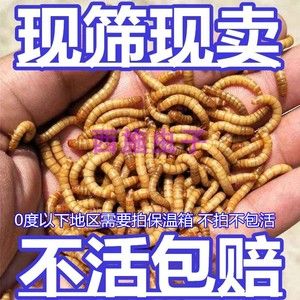 金龍魚養(yǎng)不活：金龍魚的飼養(yǎng)方法