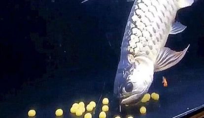 金龍魚鱗片掉了還能跟以前一樣嗎？：金龍魚掉鱗后的新生鱗片可能與原來的鱗片有所不同 龍魚百科 第1張