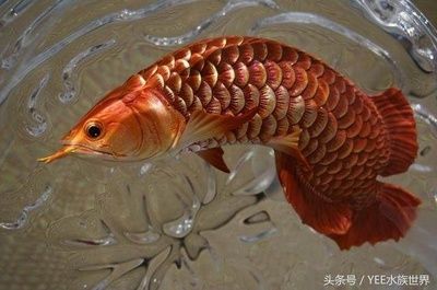 龍魚養(yǎng)一條還能在添加其它的魚嗎為什么：龍魚養(yǎng)一條還能在添加其他的魚嗎 龍魚百科 第3張