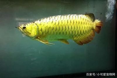 龍魚的形狀像什么東西：龍魚的形狀像什么東西，龍魚的形狀特點(diǎn)在于它們的形狀 龍魚百科 第3張