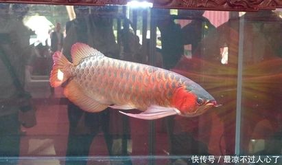 龍魚(yú)生產(chǎn)地：龍魚(yú)的原產(chǎn)地，中國(guó)等地也建立了自己的龍魚(yú)養(yǎng)殖場(chǎng) 龍魚(yú)百科 第2張