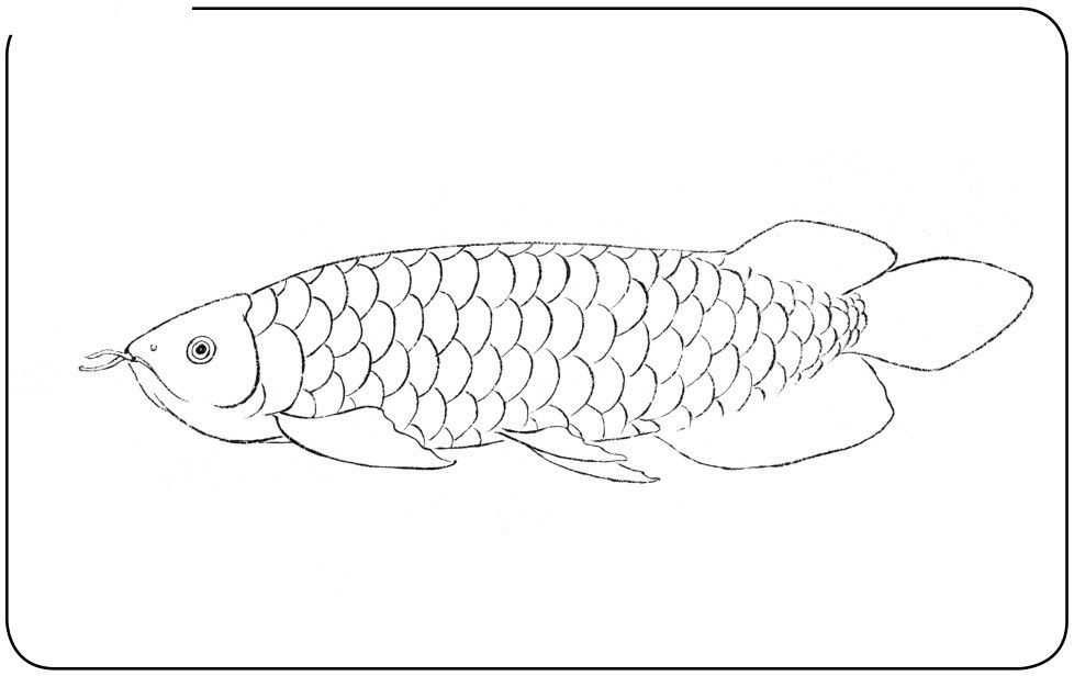 龍魚的畫怎樣畫的好看：如何畫好龍魚 龍魚百科 第3張