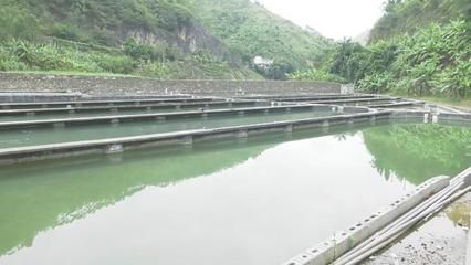 安龍魚苗批發(fā)市場：安龍縣魚苗批發(fā)市場 龍魚百科 第3張