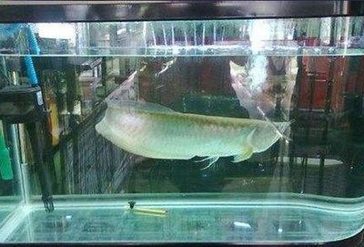 世界第一龍魚品種：“世界第一龍魚品種”搜索結(jié)果中沒有直接表明哪一個品種是獨一無二的