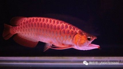 紅龍魚死了是吉是兇：紅龍魚死亡是吉是兇？ 龍魚百科 第1張