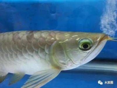 龍魚眼睛白膜方法：如何處理龍魚眼睛白膜 龍魚百科 第3張