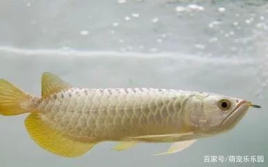 龍魚的養(yǎng)殖環(huán)境是什么樣的：龍魚的養(yǎng)殖環(huán)境需要考慮多個方面