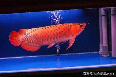 龍魚觀賞價(jià)值排行榜：世界上最貴的觀賞魚價(jià)值409萬(wàn)人民幣，白金龍魚價(jià)格范圍