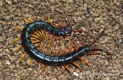 蜈蚣對龍魚有什么好處和壞處：喂食蜈蚣對龍魚有什么好處和壞處