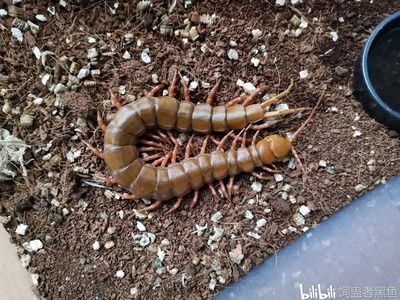 蜈蚣對(duì)龍魚(yú)有什么好處和壞處：喂食蜈蚣對(duì)龍魚(yú)有什么好處和壞處 龍魚(yú)百科 第2張