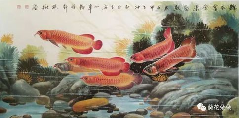 金龍魚(yú)魚(yú)類的來(lái)歷是什么：金龍魚(yú)的來(lái)歷是什么 龍魚(yú)百科 第2張