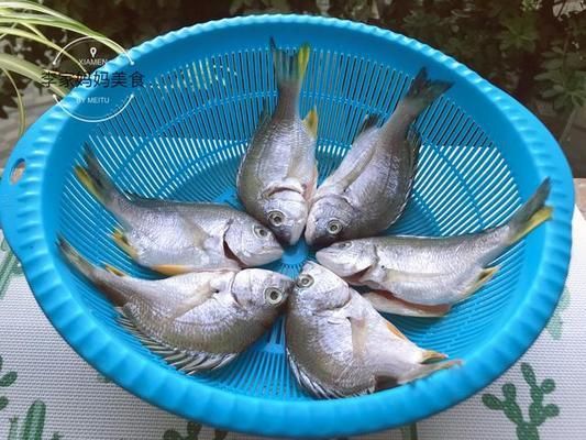 龍魚不想養(yǎng)了怎么保存：不想養(yǎng)的龍魚怎么保存 龍魚百科 第2張