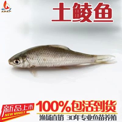 龍魚的拼音怎么拼寫：龍魚的拼音怎么拼 龍魚百科 第1張