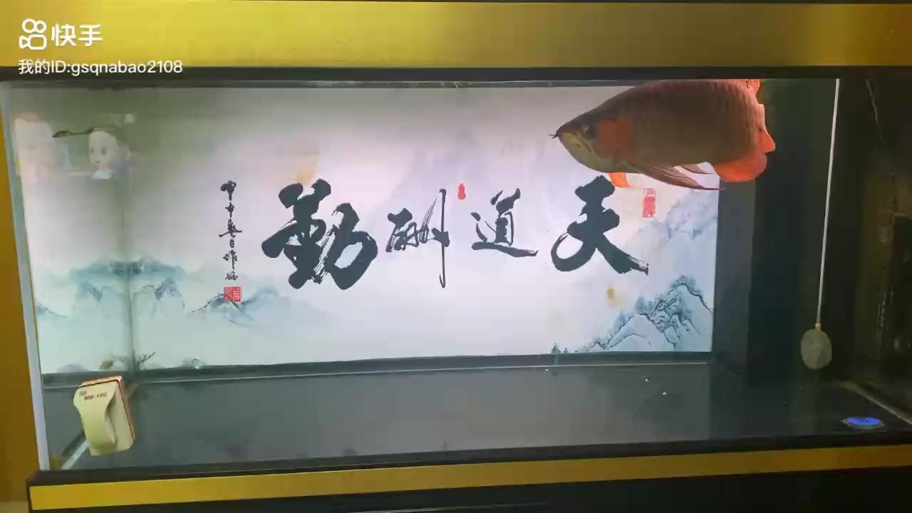 焦慮癥真的折磨的我夠夠的：養(yǎng)魚從來沒有放棄 觀賞魚論壇