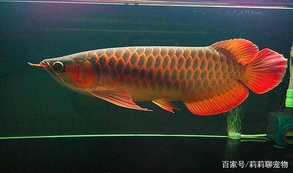 觀賞龍魚(yú)能養(yǎng)多大：觀賞龍魚(yú)的體型大小可以根據(jù)不同品種有所不同的品種有所不同