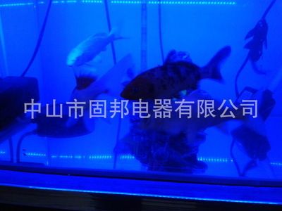 紅龍魚缸燈最佳擺放位置圖：紅龍魚缸燈最佳擺放位置