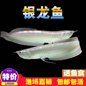 金龍魚和發(fā)財魚混養(yǎng)：金龍魚和發(fā)財魚可以混養(yǎng)嗎？ 龍魚百科 第3張