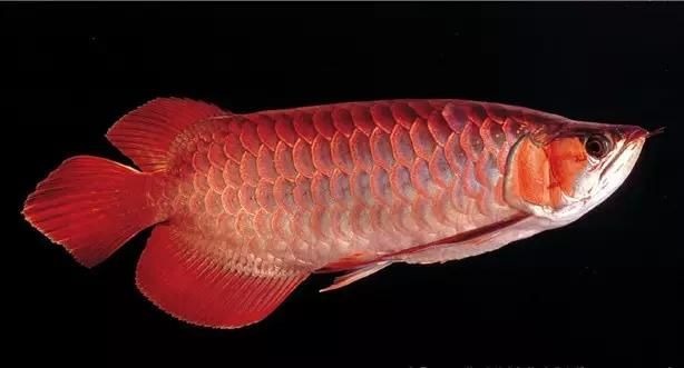 龍魚(yú)眼睛紅色是什么：龍魚(yú)眼睛紅色是什么原因 龍魚(yú)百科 第3張