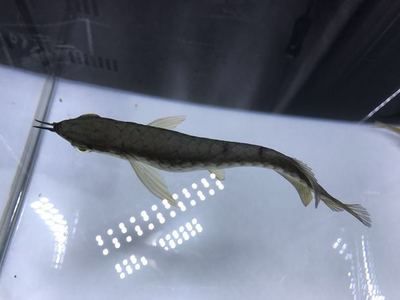 小龍魚(yú)怎么清洗處理魚(yú)鱗片：小龍魚(yú)怎么清洗去除魚(yú)鱗 龍魚(yú)百科