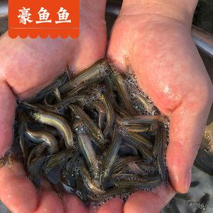 小龍魚喂食泥鰍一天喂幾次：小龍魚喂食泥鰍的具體頻率應該如何確定 龍魚百科 第1張