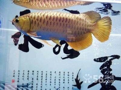 金龍魚(yú)吧 百度貼吧官網(wǎng)：關(guān)于金龍魚(yú)吧的一些問(wèn)題 龍魚(yú)百科 第1張