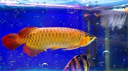 金龍魚吃金魚嗎？：金龍魚吃小金魚嗎 龍魚百科 第1張