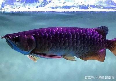 龍魚打架受傷了用什么藥治療：龍魚打架受傷了怎么辦 龍魚百科 第2張