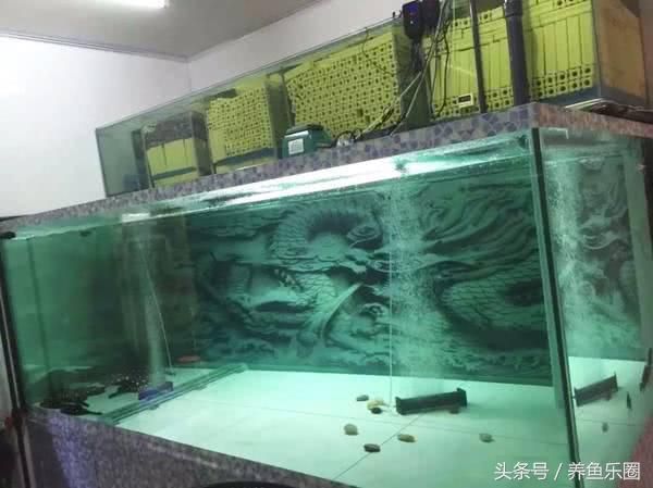 龍魚水怎么養(yǎng)：關(guān)于養(yǎng)龍魚的具體建議 龍魚百科 第2張