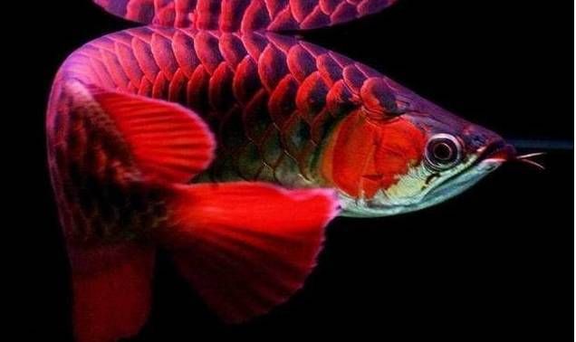 紅龍魚(yú)顏色變深怎么辦：紅龍魚(yú)的顏色變深怎么辦