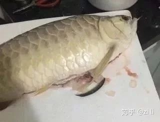 龍魚(yú)肚子凹凸不平：龍魚(yú)肚子凹凸不平可能是由多種原因引起的