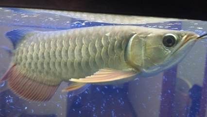 體型最大的龍魚品種：體型最大的龍魚品種是什么？ 龍魚百科 第2張