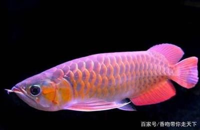 大紅龍魚是什么意思：大紅龍魚在水族觀賞魚中是一種珍貴和受追捧的品種 龍魚百科 第2張