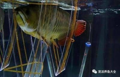 龍魚(yú)背上鱗片白白掉皮,有點(diǎn)松鱗屑怎么辦：龍魚(yú)背上鱗片白白掉皮